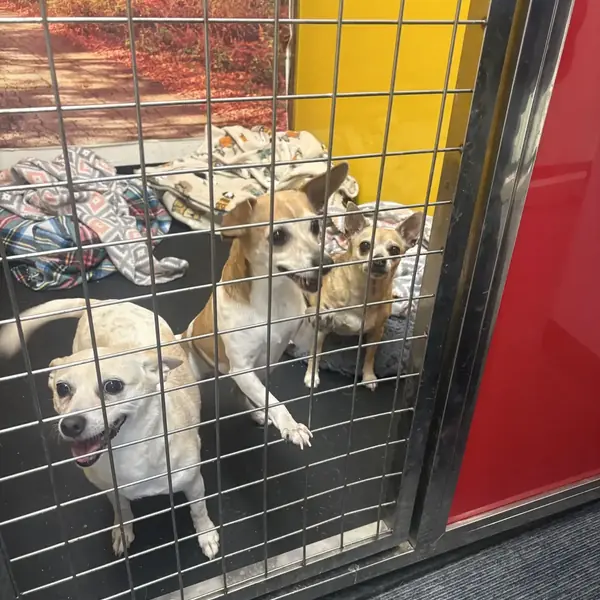 Cozy dog boarding suite at K9 Rox Club